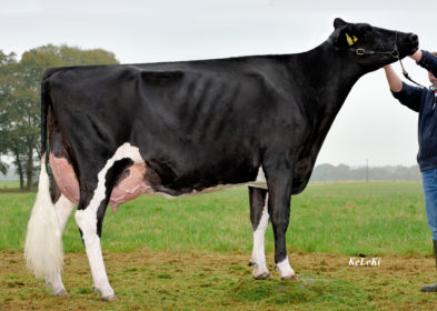 Dam: WEU Cameo EX90 (3rd Lac)