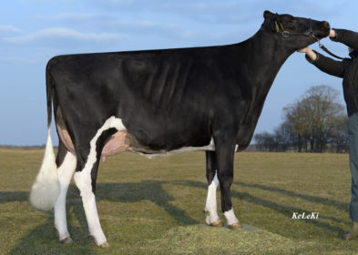 Dam - WEU Cameo VG89 (1st Lac)