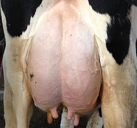 Manouk udder