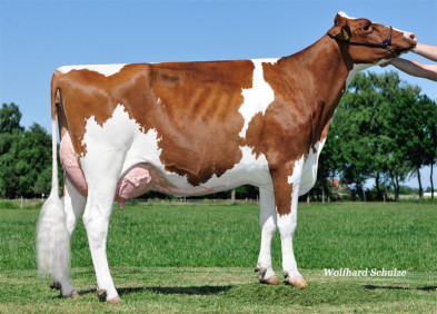 Dam: Giora P VG86