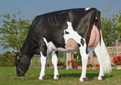 Daughter: Royal Eudon Ballata VG86