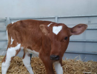 molly calf