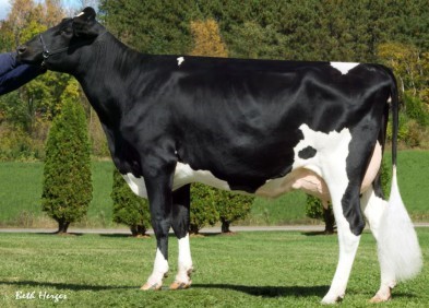 Dam : Lylehaven Gold Lunastar VG87