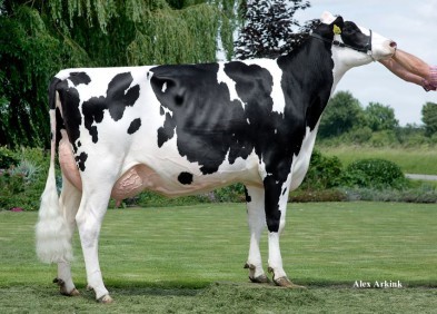 Dam: Barnkamper Marilyn 390 VG88