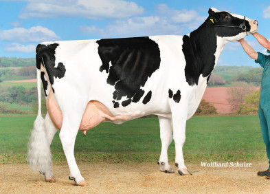 2nd Dam - SHB Mrspol P RDC VG86