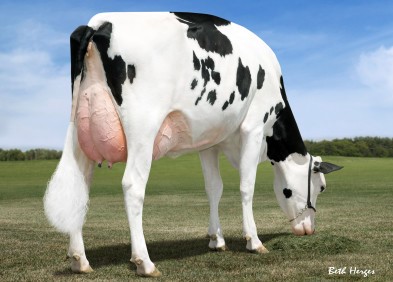 Dam: Seagull Bay Snow Darling VG86