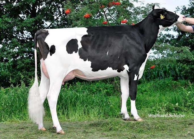 Dam: McCutchen 459 VG86