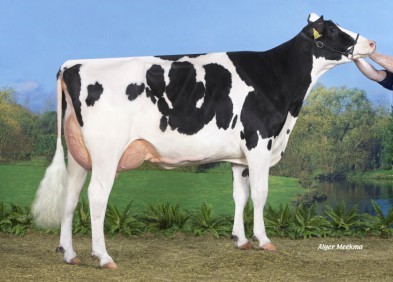 Dam: Koepon Uno Denise 31 VG85