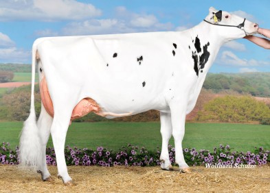 Dam: WEH Yorick VG85