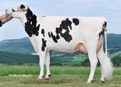 Grandam : Niagra In Shine VG87