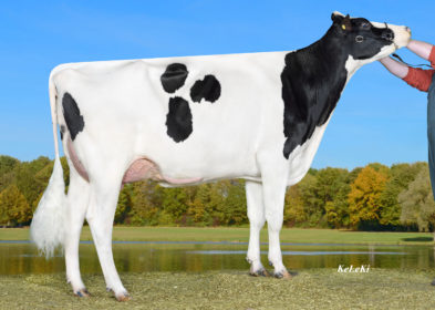 Dam - SPH Yennie VG86