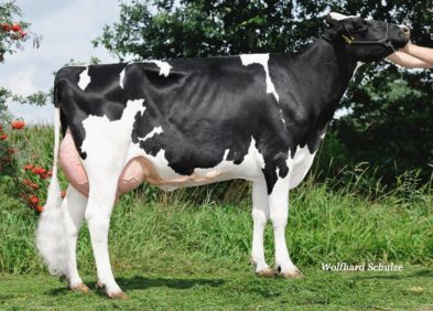 Dam: MB 133 Supersire