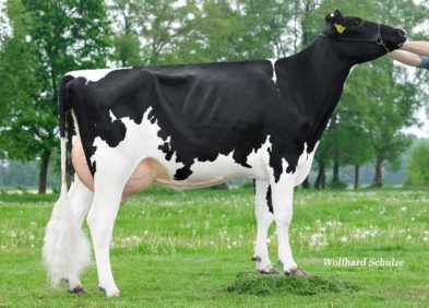 Dam: Supersire Caralie VG86