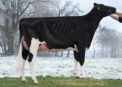 Daughter: Darlingo RS Icekonigin VG87