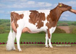 SOLITO RED EX92