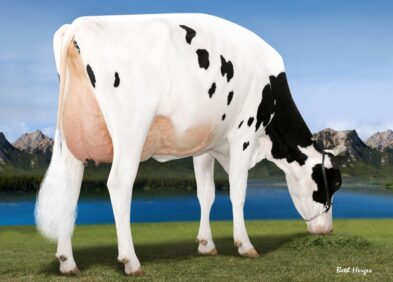 Sister to 2nd Dam: Peak Honor VG88