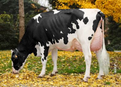 Dam: All Nure Padawan Luce VG85