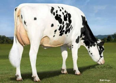Dam: BGP Resolve Debra VG85