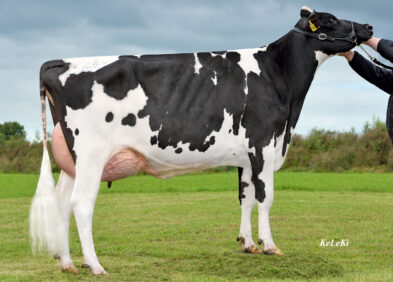 3rd Dam: Js California VG87