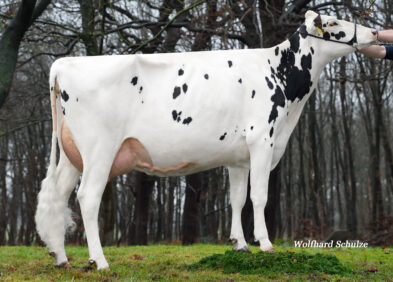 2nd Dam: Muriel VG87