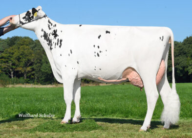 Dam: Corina P VG86