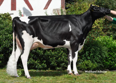 Dam: RHO Bailey VG86