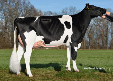 2nd Dam: Okapi VG85