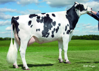 6th Dam: Sully Shottle May EX91