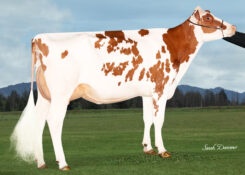 ESKDALE REMOVER PP RDC