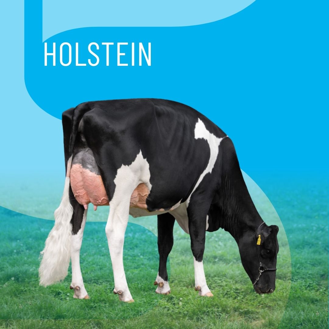 catalog-thumbnail