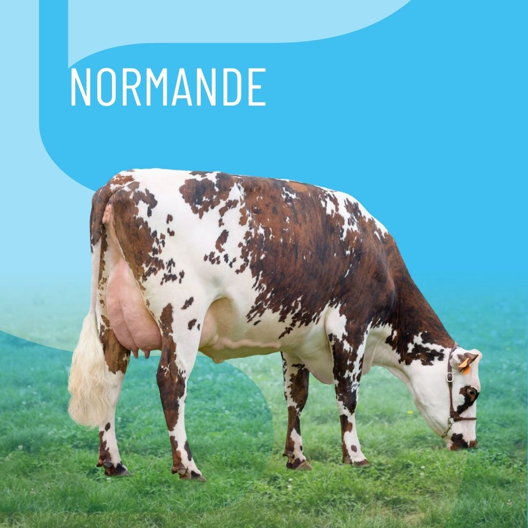 catalog-thumbnail
