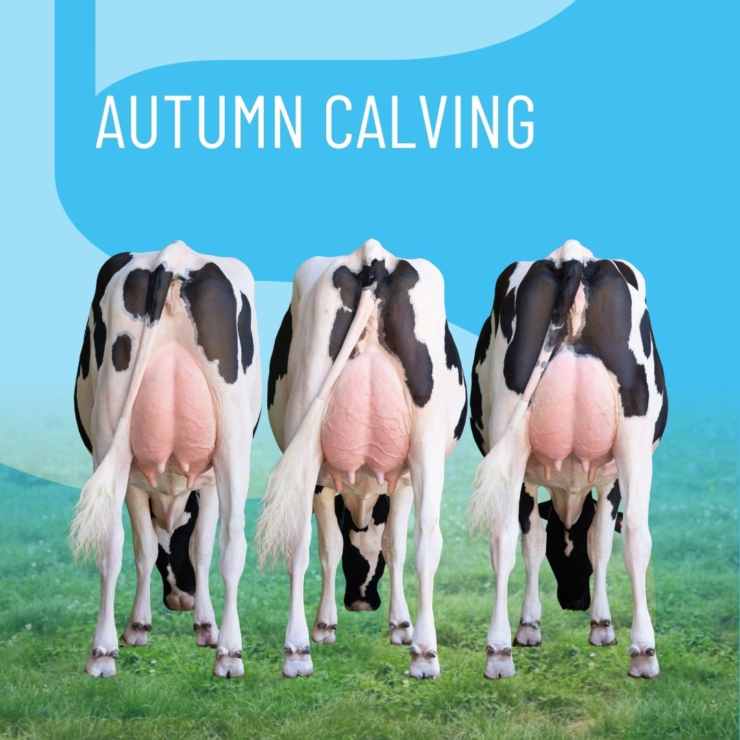 catalog-thumbnail