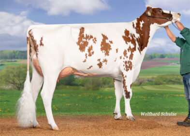 G.Dam: JS Relevat VG85